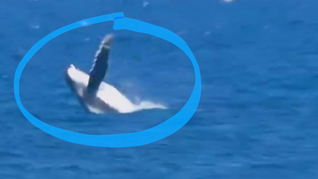 Surf-Finale Olympia 2024: Dieser Wal sorgt für einen spektakulären Moment