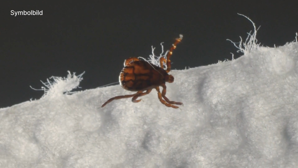 Neu entdecktes Zecken-Virus in Europa verbreitet