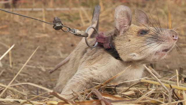 Vom Nager zur Legende – Kambodscha ehrt Minensuch-Ratte mit riesigem Denkmal