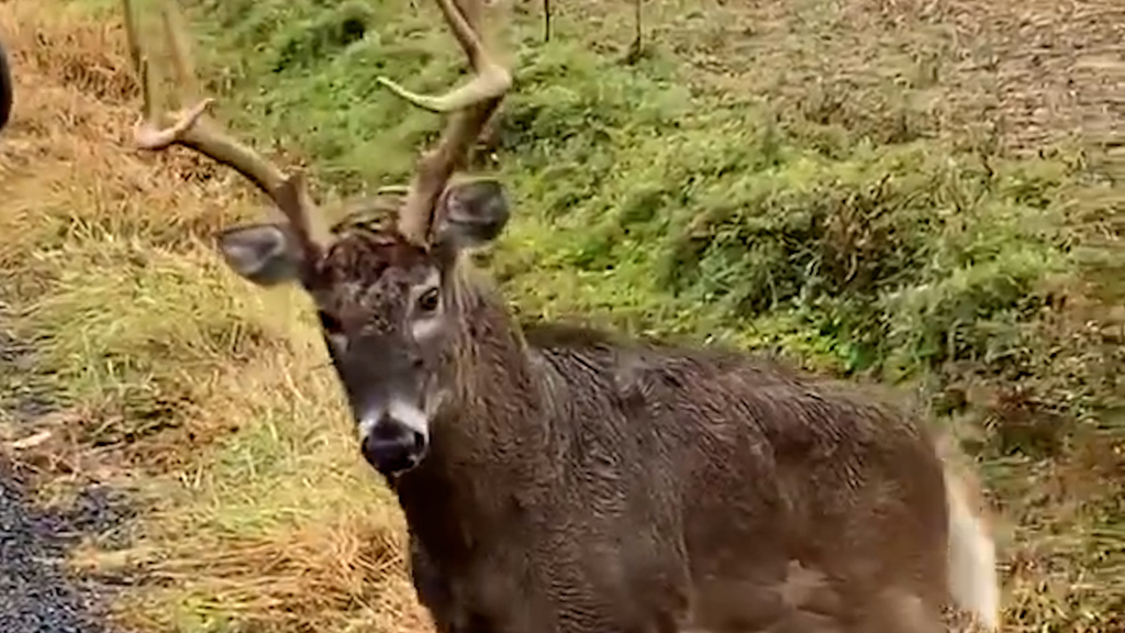Wie Rinderwahnsinn: Zwei Jäger sterben nach Verzehr von «Zombie-Hirsch»