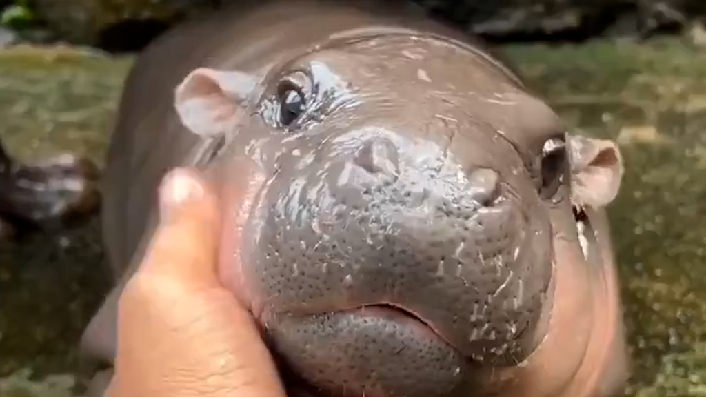 Social-Media-Star // Dieses Zwergflusspferd wird gerade vom Internet gefeiert – mit einigen Folgen