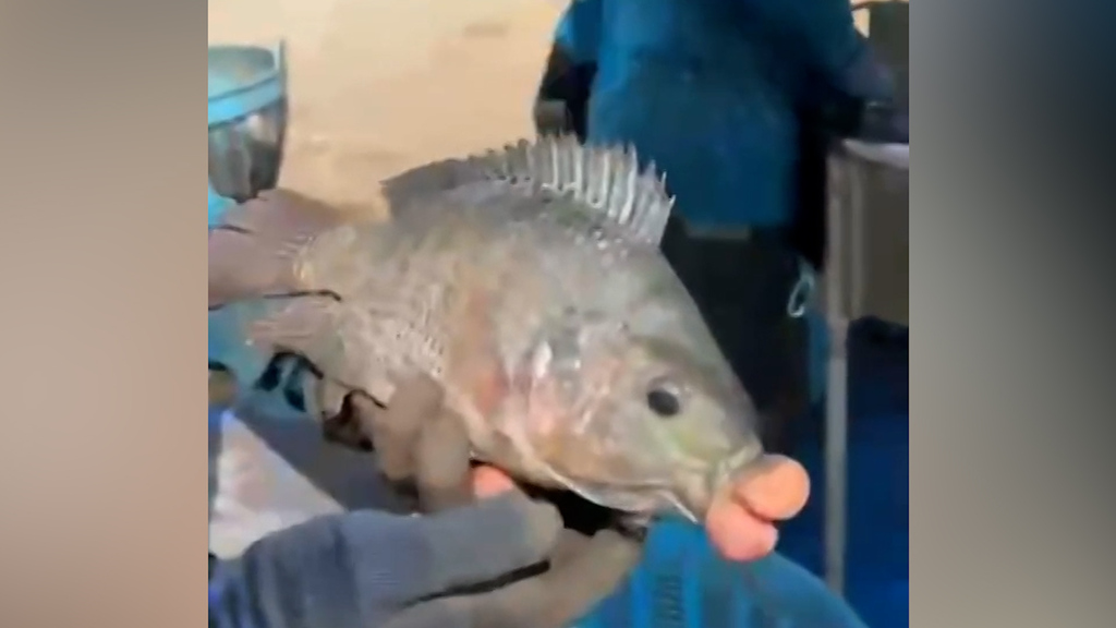 Kim Carp-Dashian: Dieser Fisch braucht keine Schönheits-OP