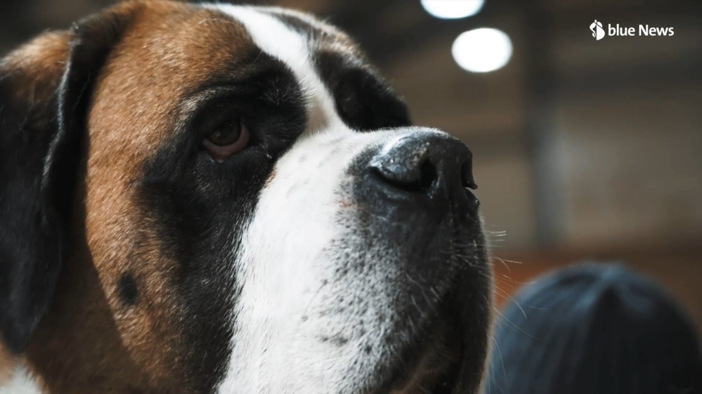 Avec les Saint-Bernard, une thérapie au poil!