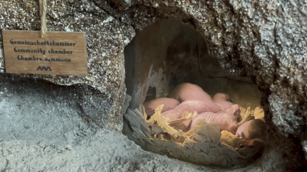 Nacktmulle kuscheln gegen die Kälte