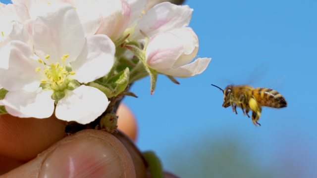 Mit diesen 5 Tipps hilfst du Bienen und Schmetterlingen