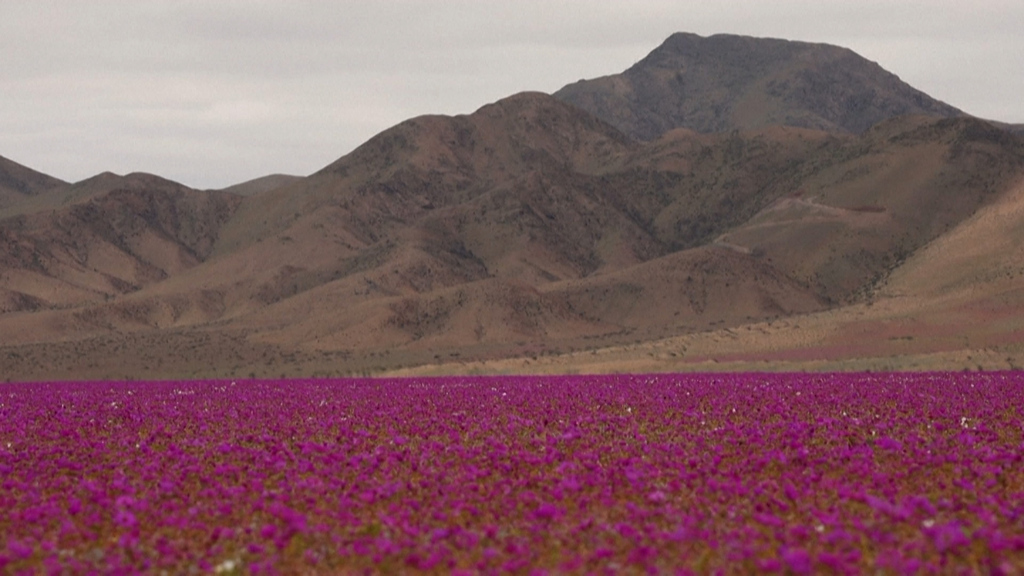 Regen lässt die Wüste erblühen: In Chile verwandelt sich die Atacama-Wüste in ein seltenes Blütenmeer