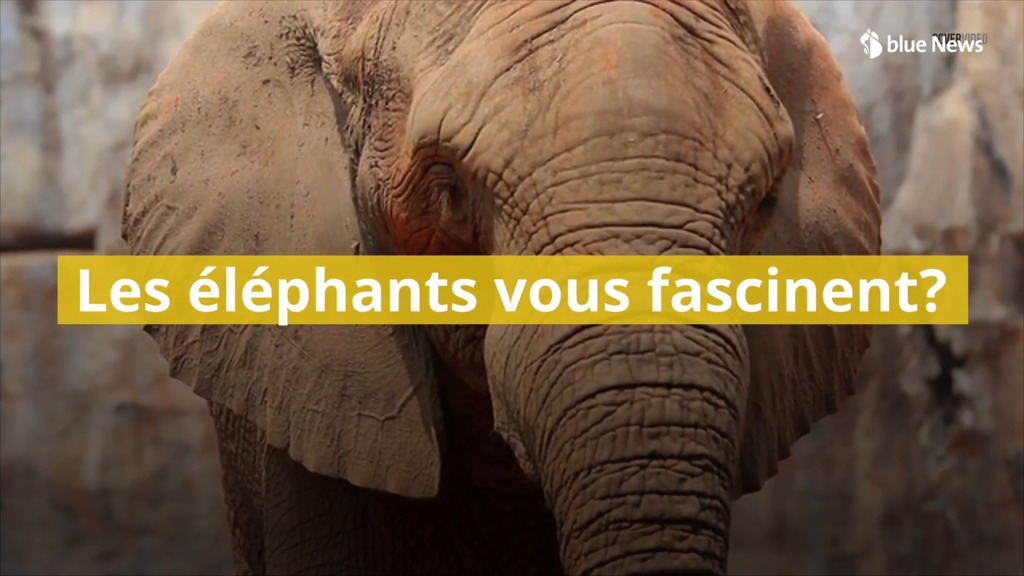 Cinq faits insolites sur les éléphants !