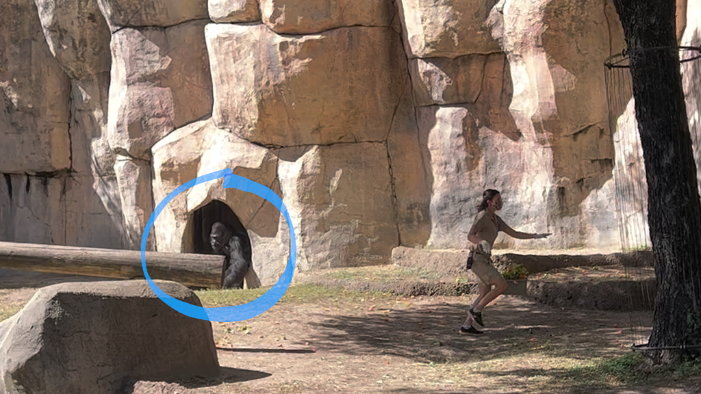 Schockmoment in US-Zoo: Tierpflegerinnen flüchten vor Gorilla-Männchen