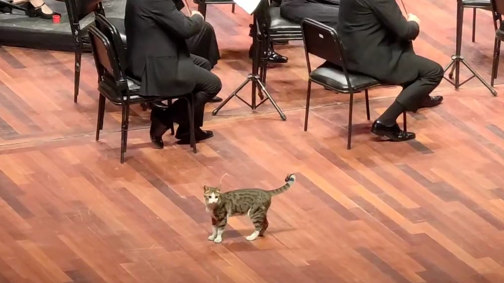 Jö-Moment auf Opernbühne: Katze stürmt Konzert von Schweizer Orchester