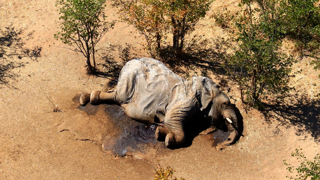 Elefantensterben geklärt: Bakterium hat über 360 Dickhäuter auf dem Gewissen