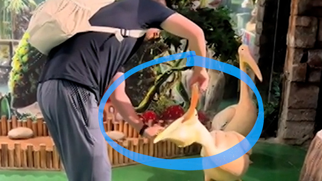 Er hat nichts dazu gelernt: Pelikan muss geschluckte Taube ausspucken