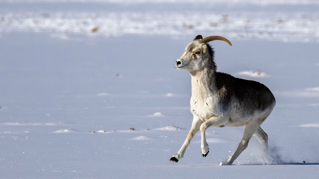Good News: Gefährdete Argali-Schafe wieder auf dem Vormarsch