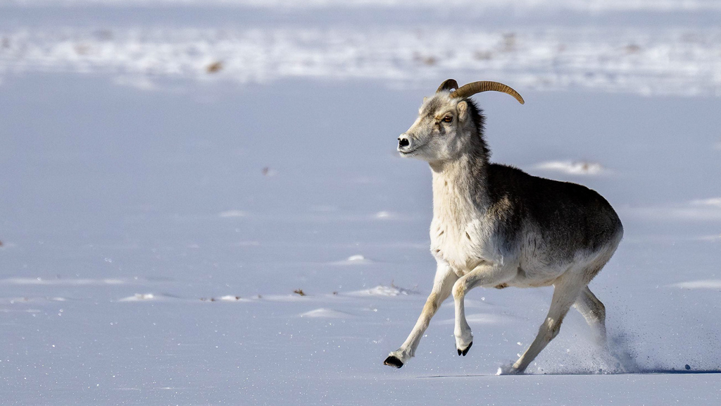 Good News: Gefährdete Argali-Schafe wieder auf dem Vormarsch