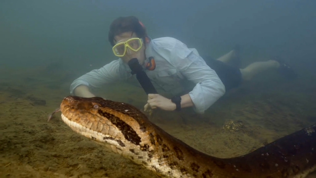 Acht Meter lang, 200 Kilogramm schwer: Forscher entdecken im Amazonas grösste Schlange der Welt