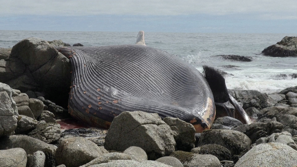 Walstrandung in Chile: Was über die Todesursache des Seiwals bekannt ist