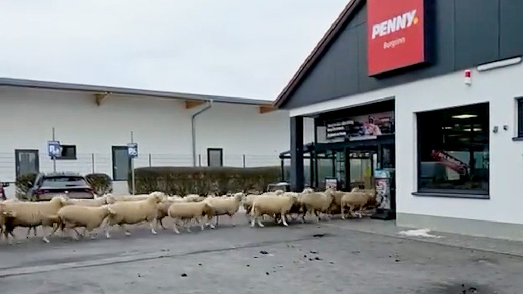 Un gregge di pecore va a fare shopping