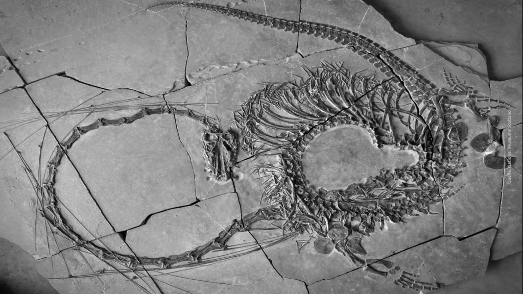 Halb Drache, halb Schlange: Forscher untersuchen 240 Millionen Jahre altes Fossil