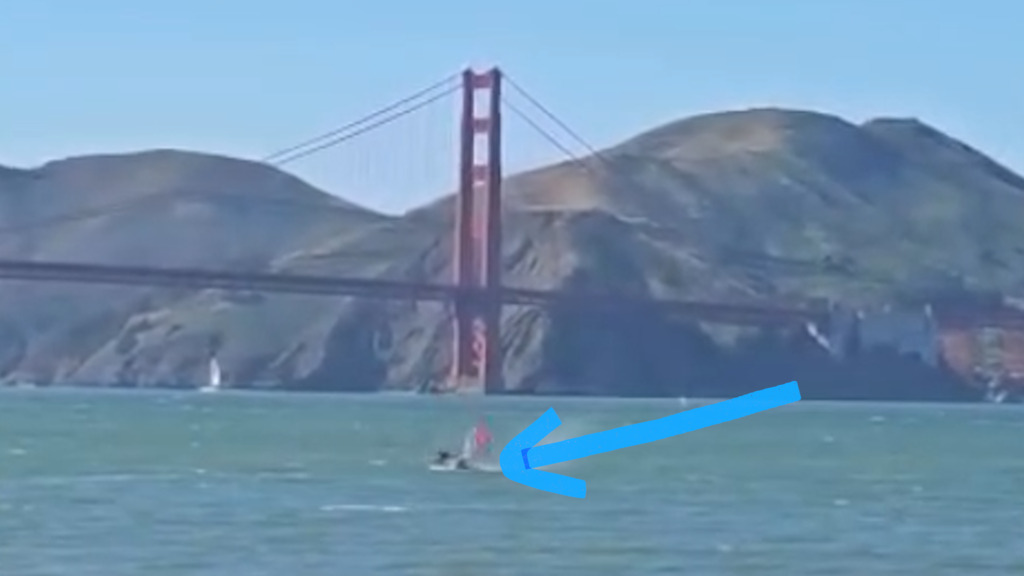 Kein Einzelfall – Windsurfer kollidiert mit Wal – Schockmoment in San Francisco