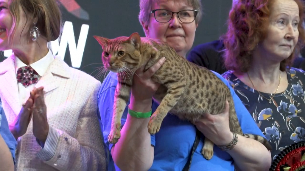 Ist das die schönste Katze?