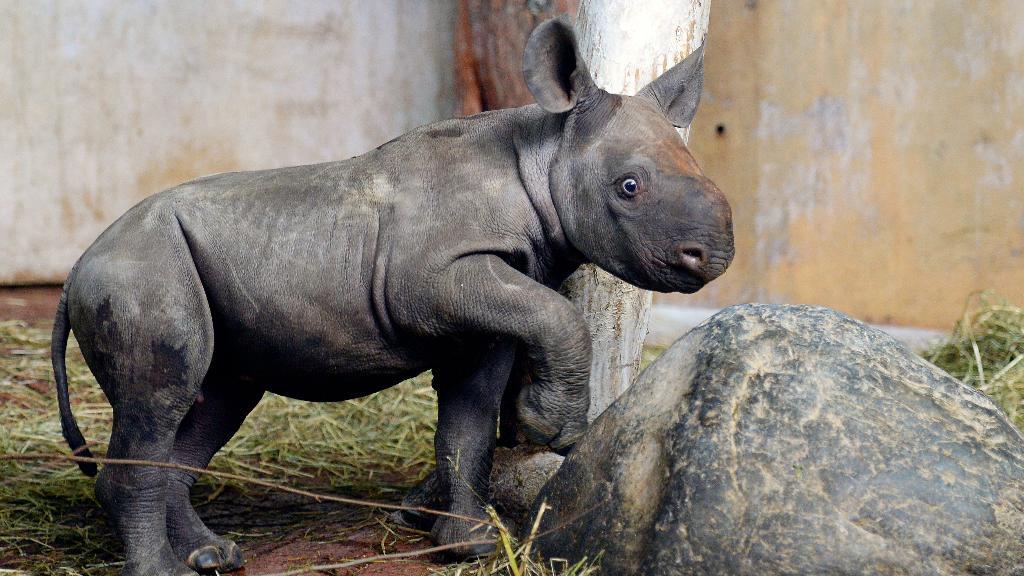 Lewa Savanne im Zoo Zürich: «Nashörner hören bereits auf ihren Namen»