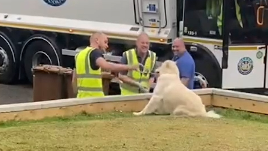Einzigartige Freundschaft: Hund Maddie liebt ihre Freunde, die Müllabfuhrmänner