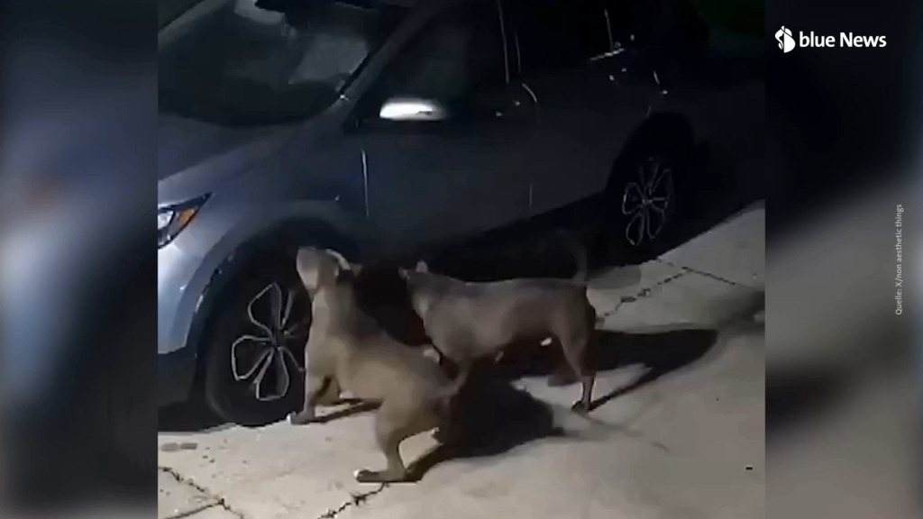 Due pitbull fanno a pezzi un'auto. Il motivo? Un gattino