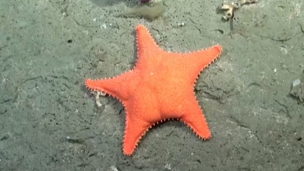 Livestream aus der Tiefsee: Viraler Hit für die Wissenschaft dank einem roten Seestern
