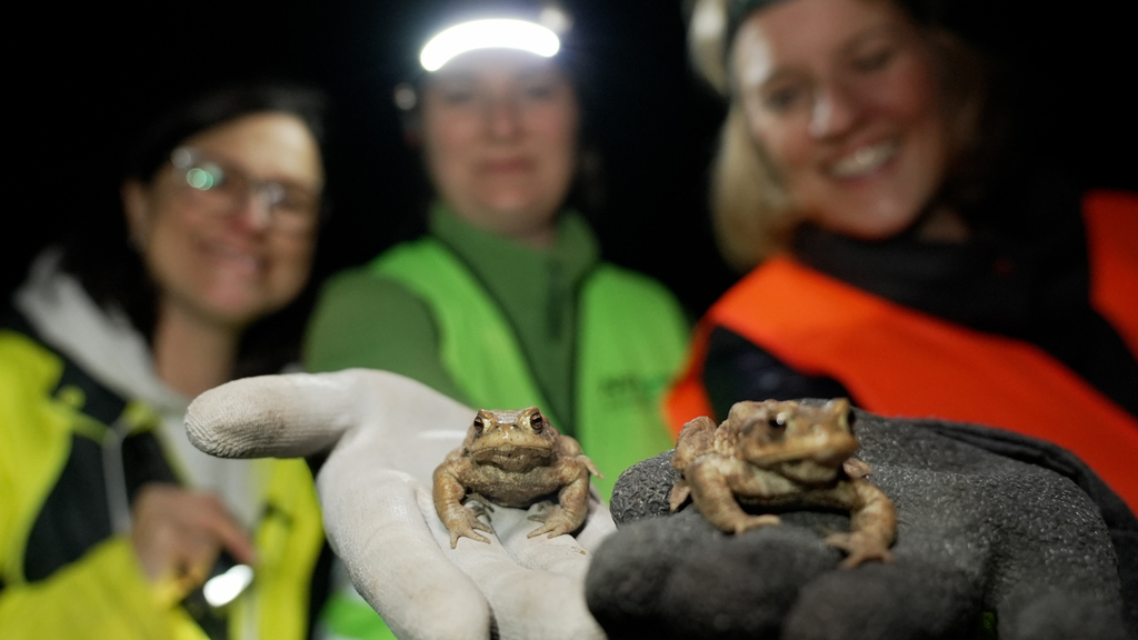 Mitten in der Amphibienwanderung: Wie ich in einer Nacht 26 Kröten das Leben rettete
