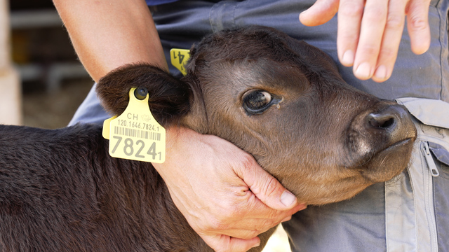 TV-Version: Verboten gutes Fleisch von Berner Rindern aus Japan