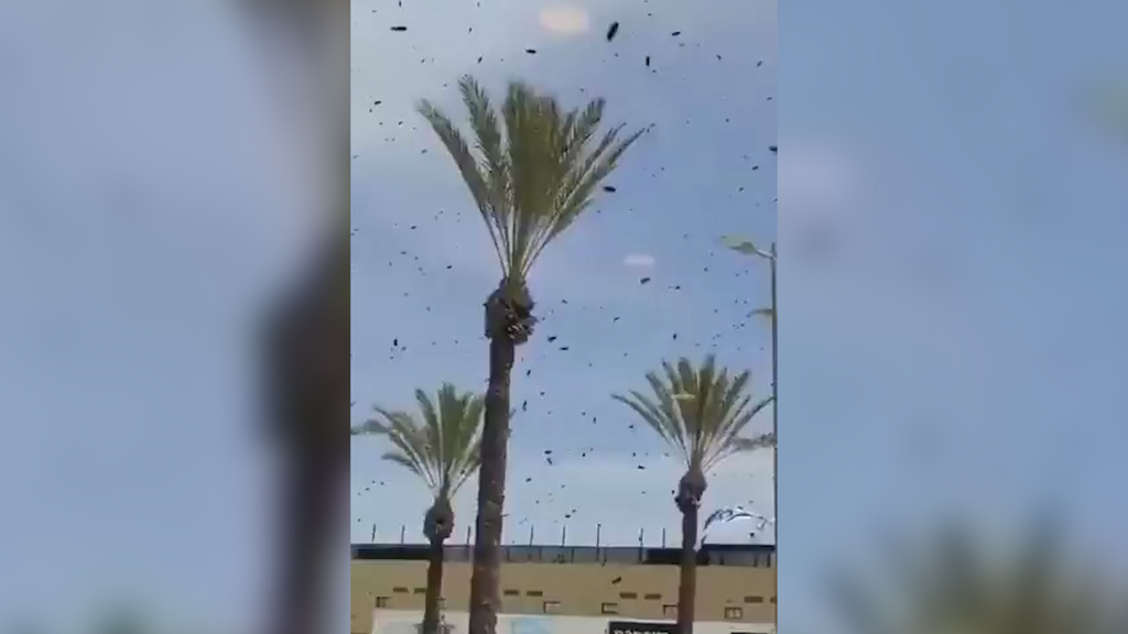 Videos zeigen Ausnahmesituation: Tausende Bienen legen eine ganze Stadt lahm