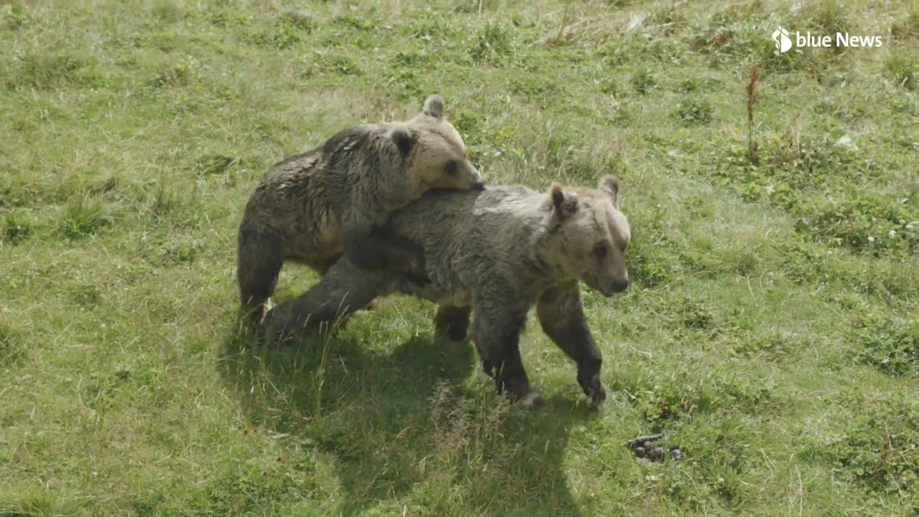 Sam und Jamila im Bärenland: Ein Schreckmoment, dann erkennen sich die Geschwister