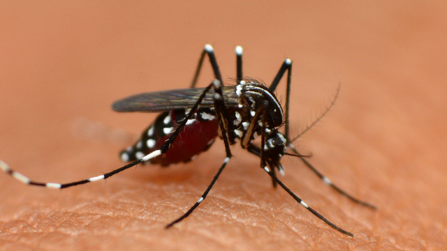 Schädlinge in der Schweiz: Diese invasiven Arten bedrohen Pflanzen, Tier – und Mensch