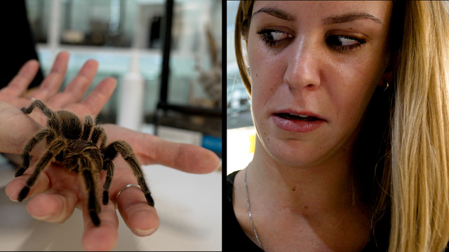 Horror auf acht Beinen: So lernt man seine Spinnenangst zu überwinden