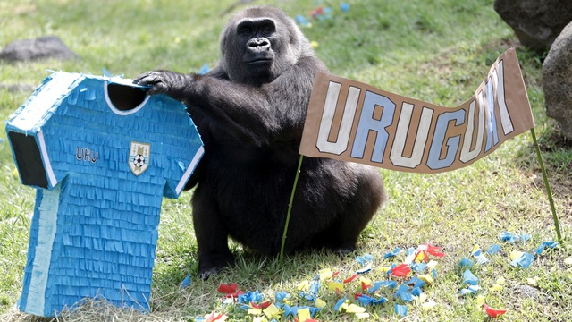 Mondial 2026 : les animaux d'un zoo mexicain prédisent les résultats de matches