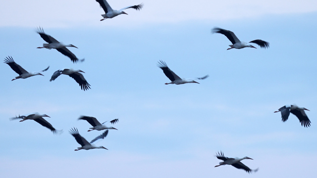 Hier fliegen 200 Weissstörche zum Übernachten ein