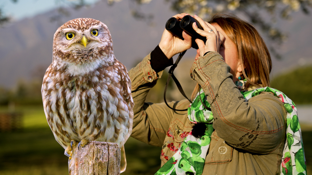 Bedrohte Art: Auf den Spuren der letzten Steinkäuze der Schweiz