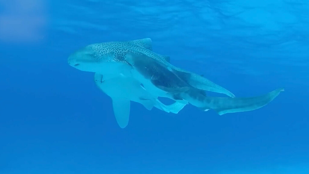 Il curioso accoppiamento degli squali leopardo 