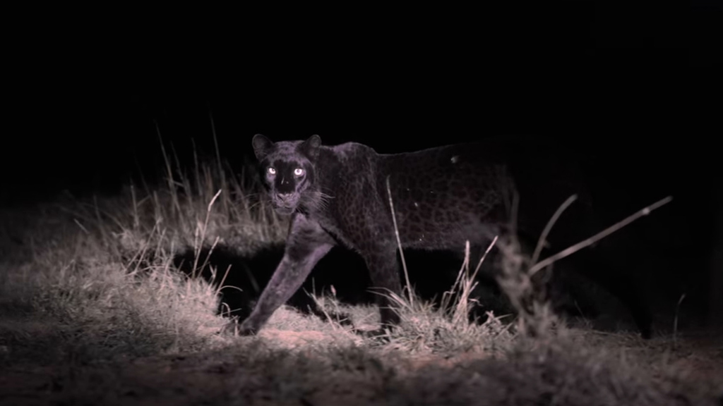 Kenia: Fotograf gelingt Schnappschuss mit extrem seltenem Raubtier