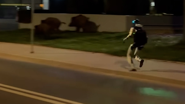 Virale Roboter im Video: Einer jagt Wildschweine und der andere Usain Bolt