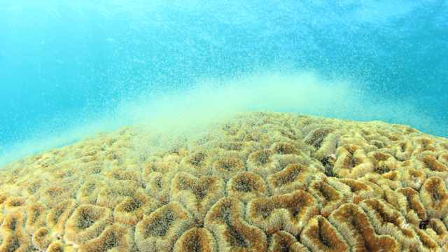 Biologisches Zeitfenster f&#xFC;r maximale Befruchtung &#x2013; Darum ist das Korallenlaichen zentral f&#xFC;r ein intaktes Riff