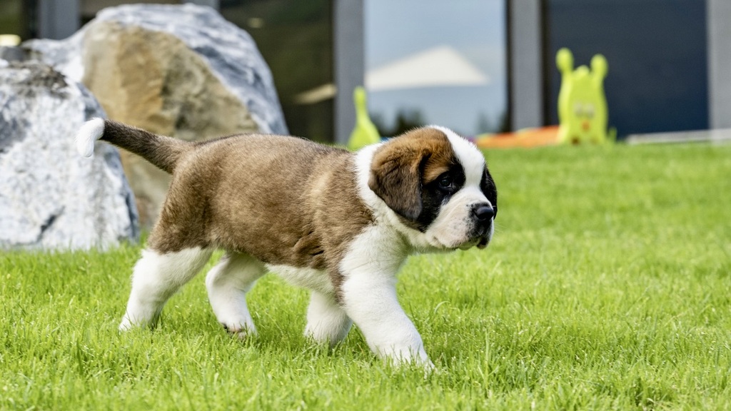 Martigny : un nouvel écrin pour les Saint-Bernard du Barryland