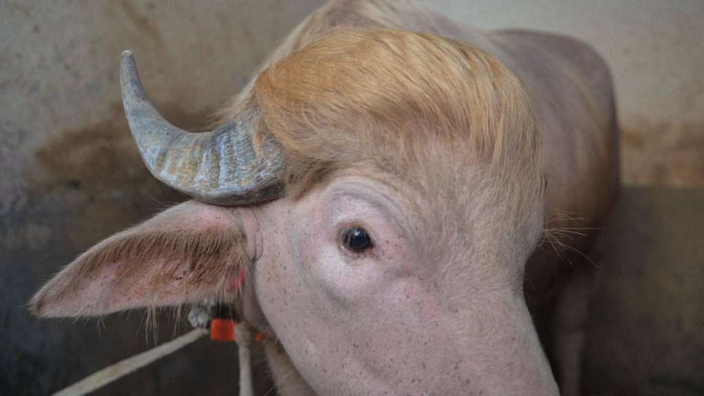 «Commander in Beef» geht gerade viral – Na, erinnert dich dieser Büffel an jemanden?