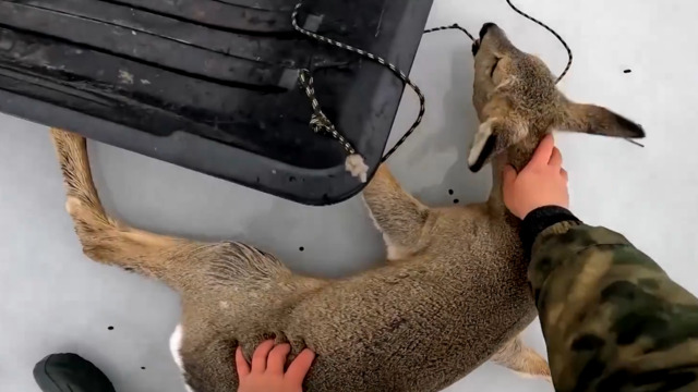 «Ganz ruhig, alles wird gut» – Rehe rutschen in die Falle – Fischer retten sie vom gefrorenen See