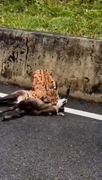 Una lince ripresa da un passante mentre si scaglia su un camoscio