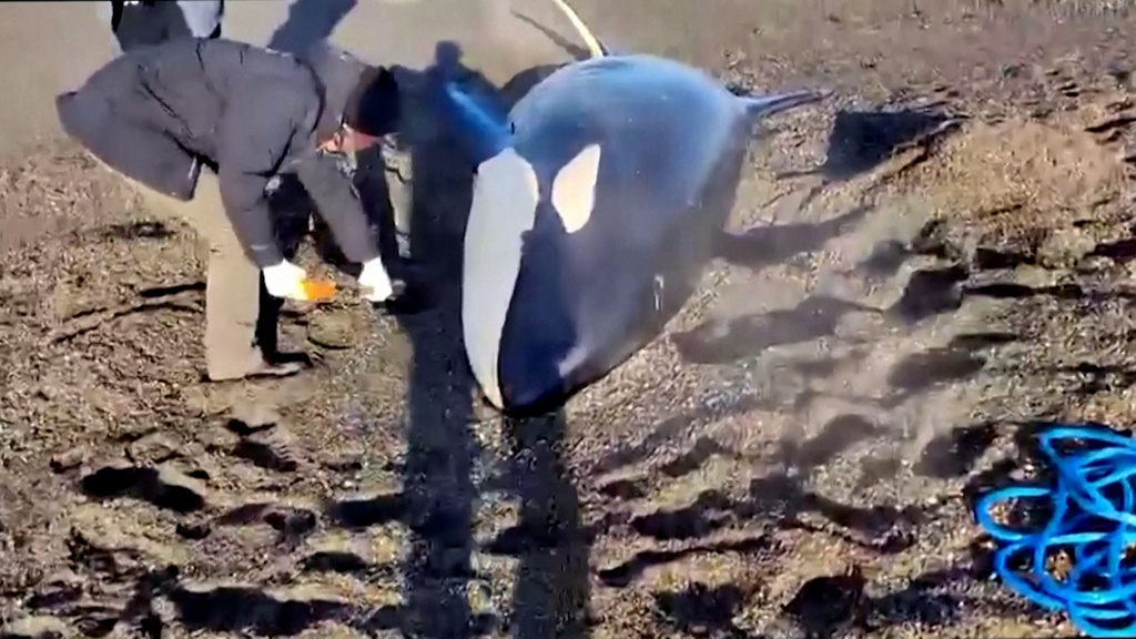 Hilflos am Strand: Russen retten Schwertwal mit Schaufelbagger