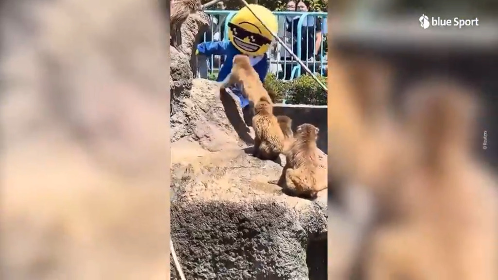 Un turista americano travestito entra nel recinto del cucciolo di macaco Punch, ecco il video