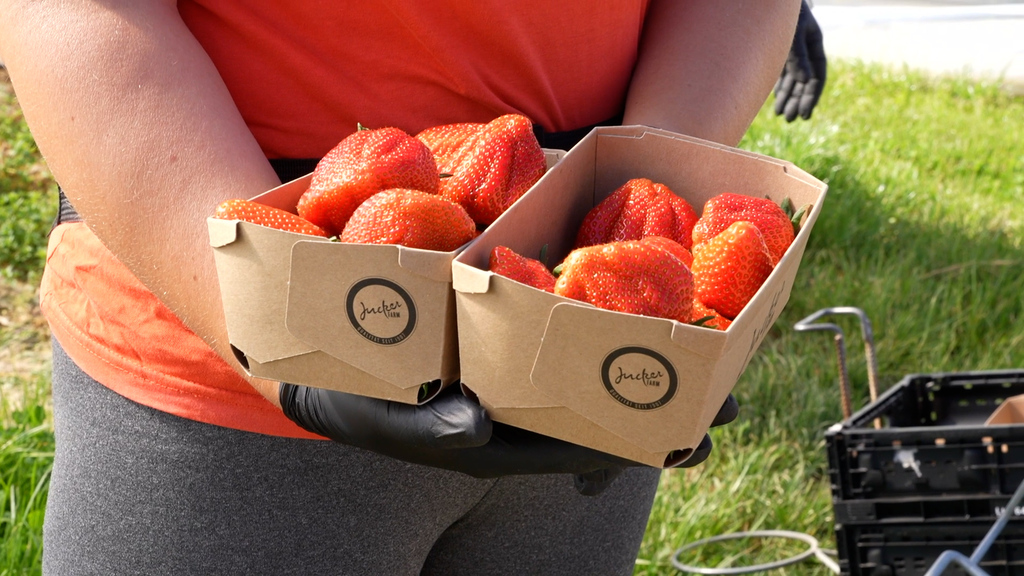 Genuss oder Gugus? Schweizer Erdbeeren gibt's jetzt schon im April