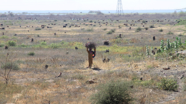 Natur hat im Krieg keine Chance – Uralter Akazienwald im Sudan abgeholzt – die Folgen sind bitter