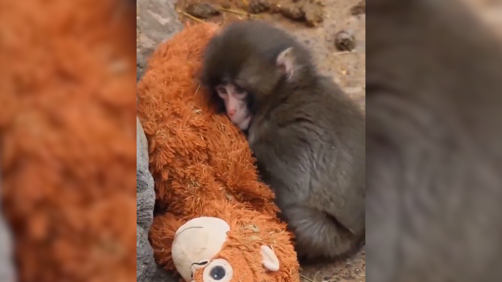 Trauriges Schicksal: Dieser Babyaffe bewegt mit seinem Stofftier die Welt