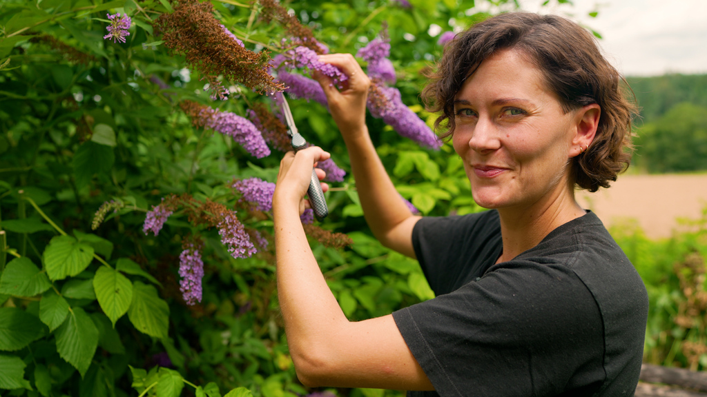 Verboten schön: Deshalb geht es dem beliebten Sommerflieder an den Kragen